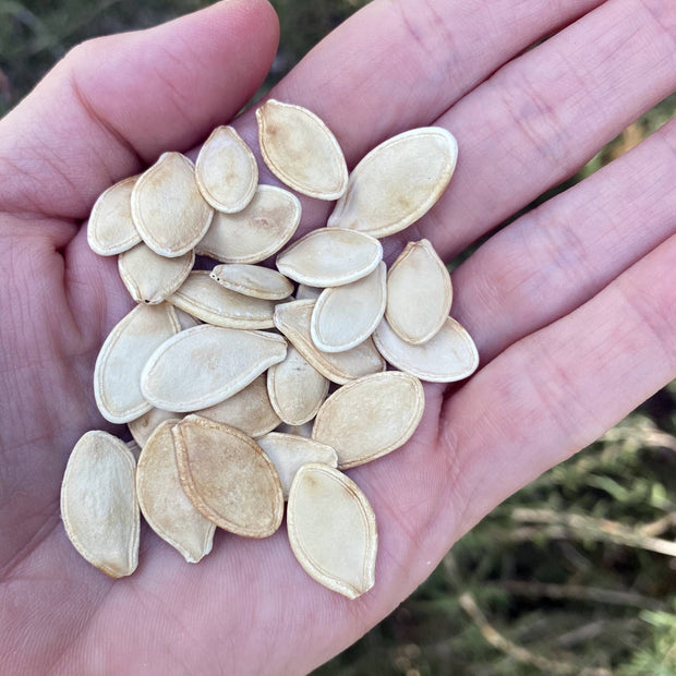 Pumpkin Jack o Lantern Seeds