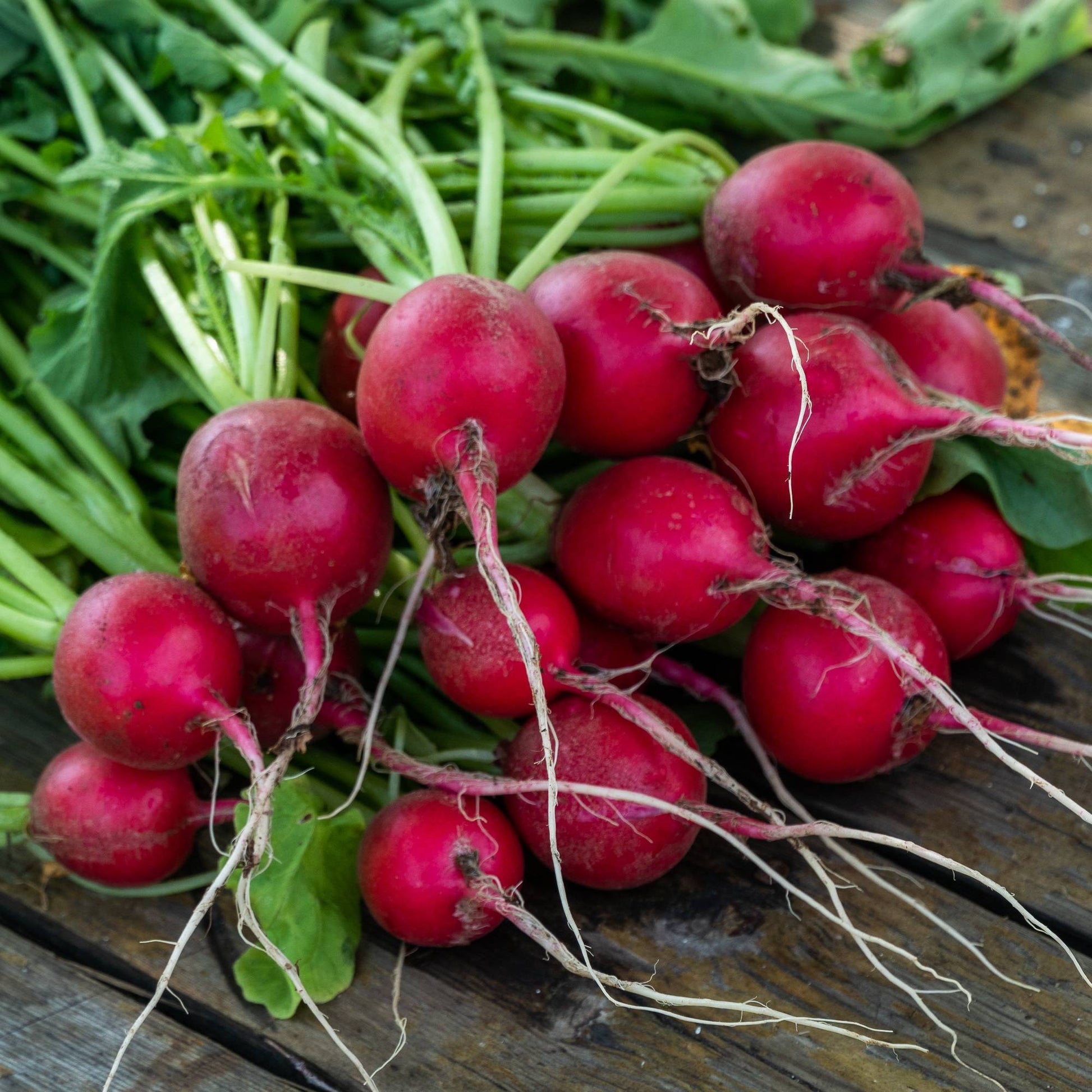 Radish Cherry Belle Seeds