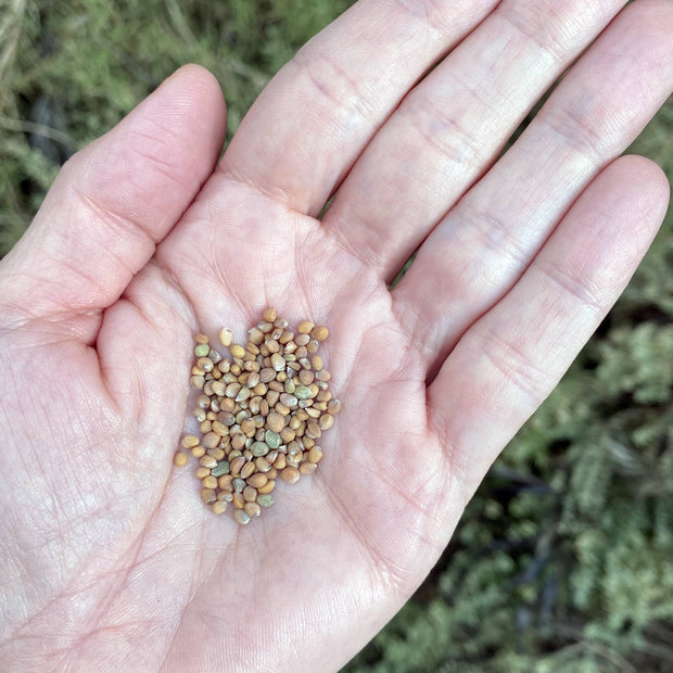 Radish Cherry Belle Seeds Size