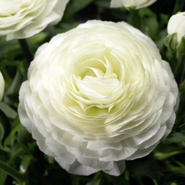 Ranunculus Bloomingdale Seed White