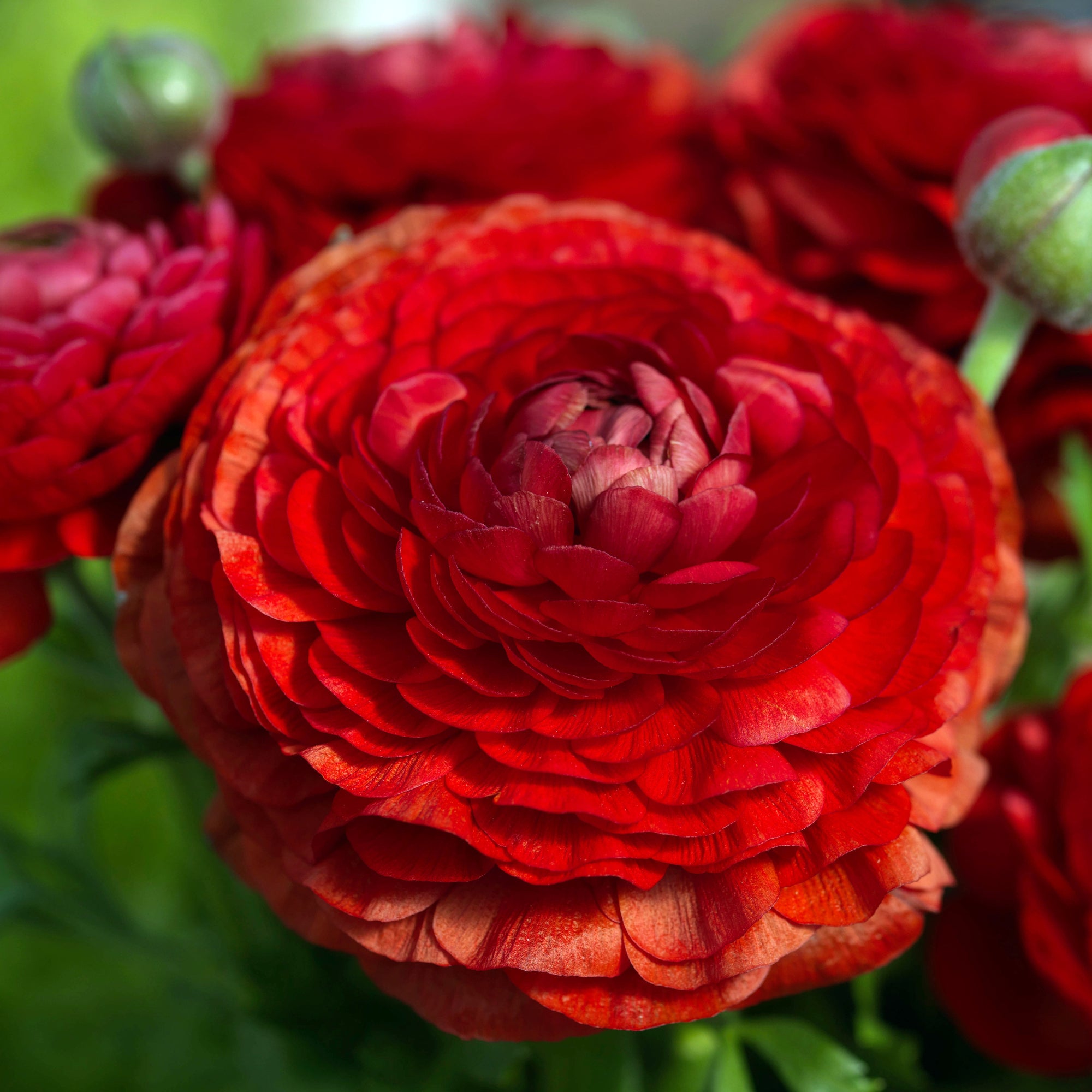 Ranunculus Bloomingdale II Red Shades | Fontana Seeds