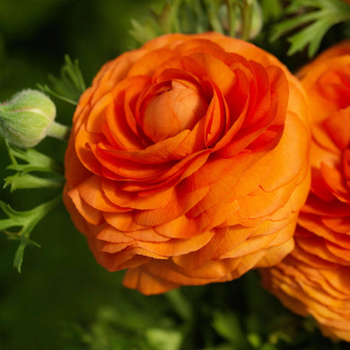 Ranunculus Bloomingdale II Orange Shades