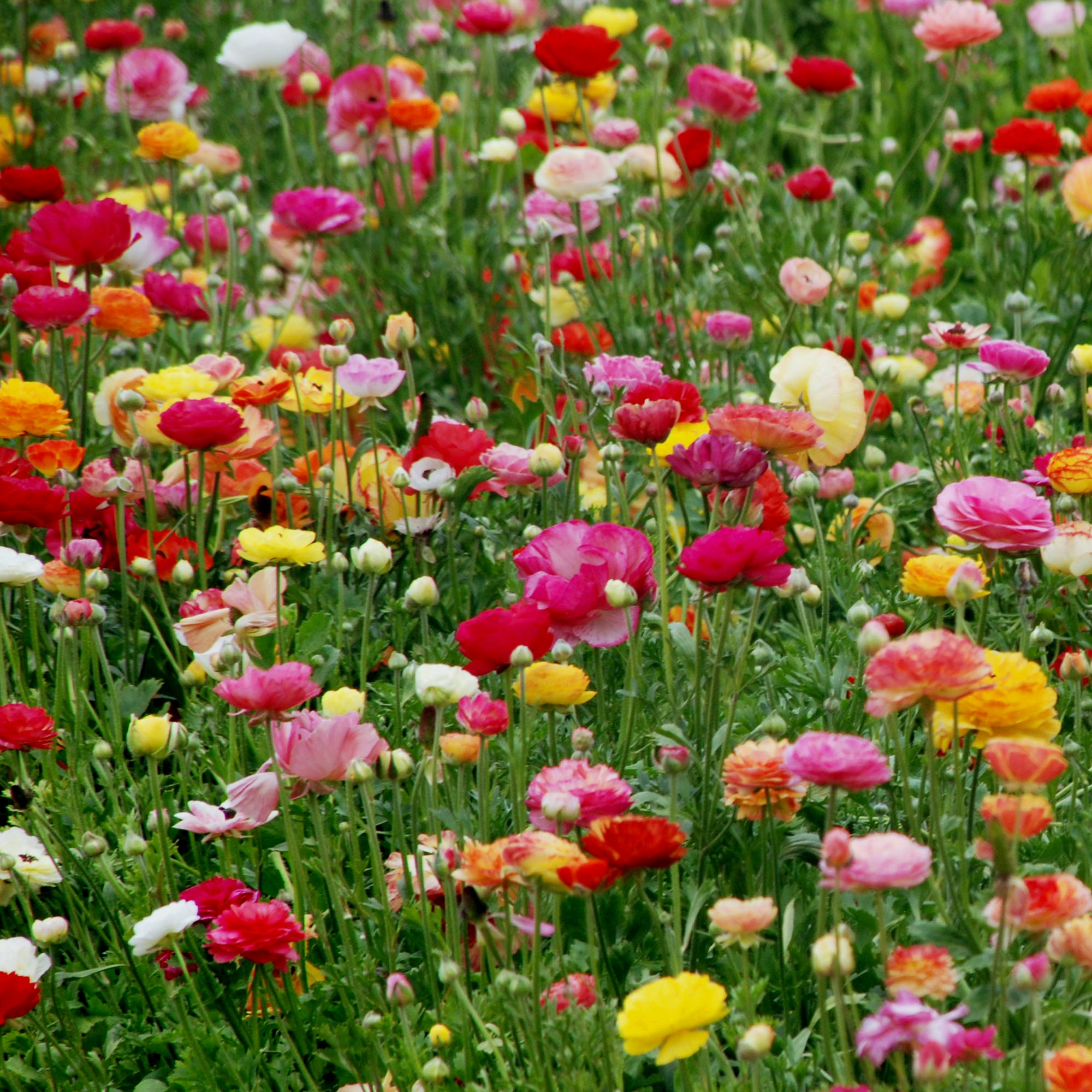 Multi Colored Ranuclus Ranunculus Bloomingdale II Mixed Colors | Fontana Seeds