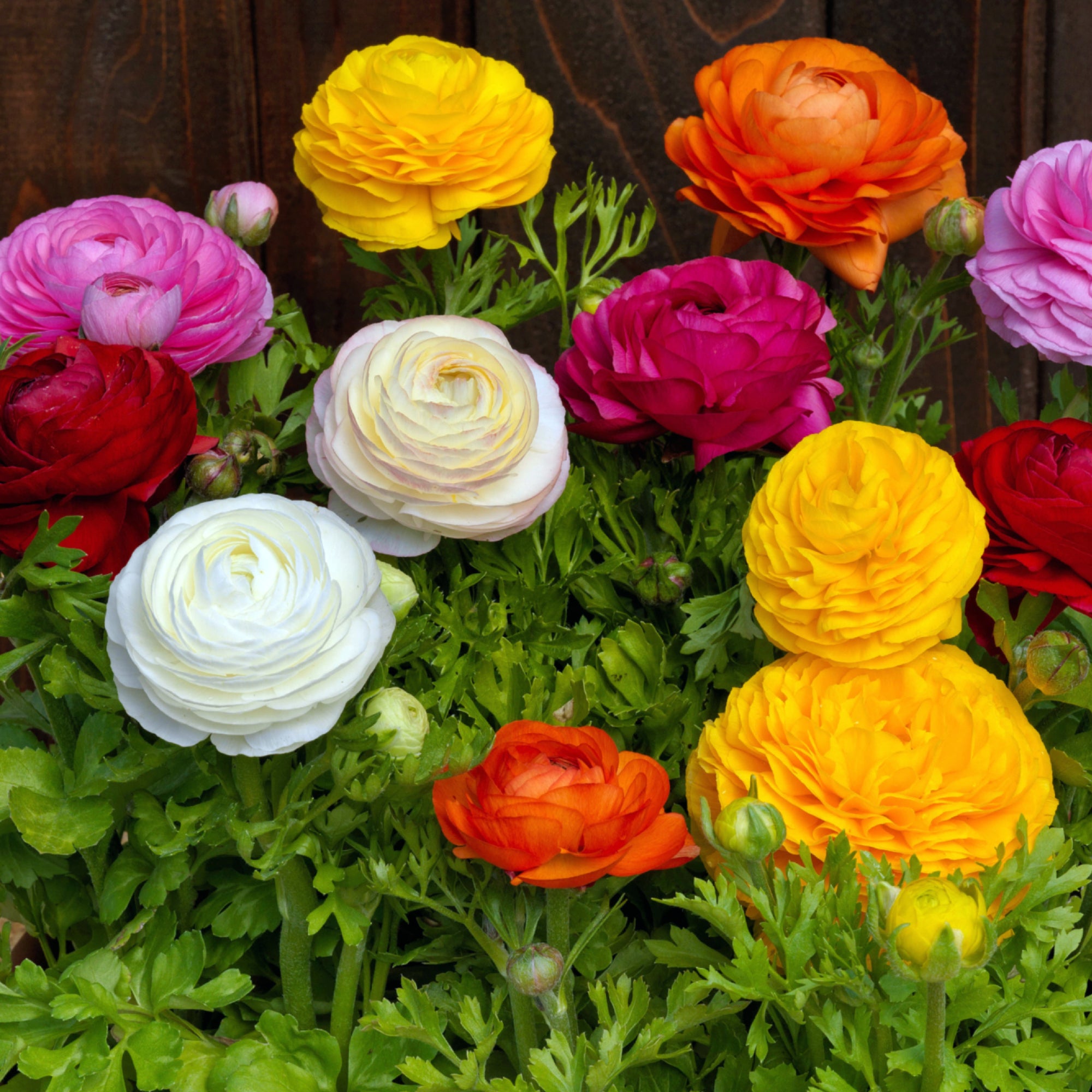 Multi Colored Ranuclus Ranunculus Bloomingdale II Mixed Colors | Fontana Seeds