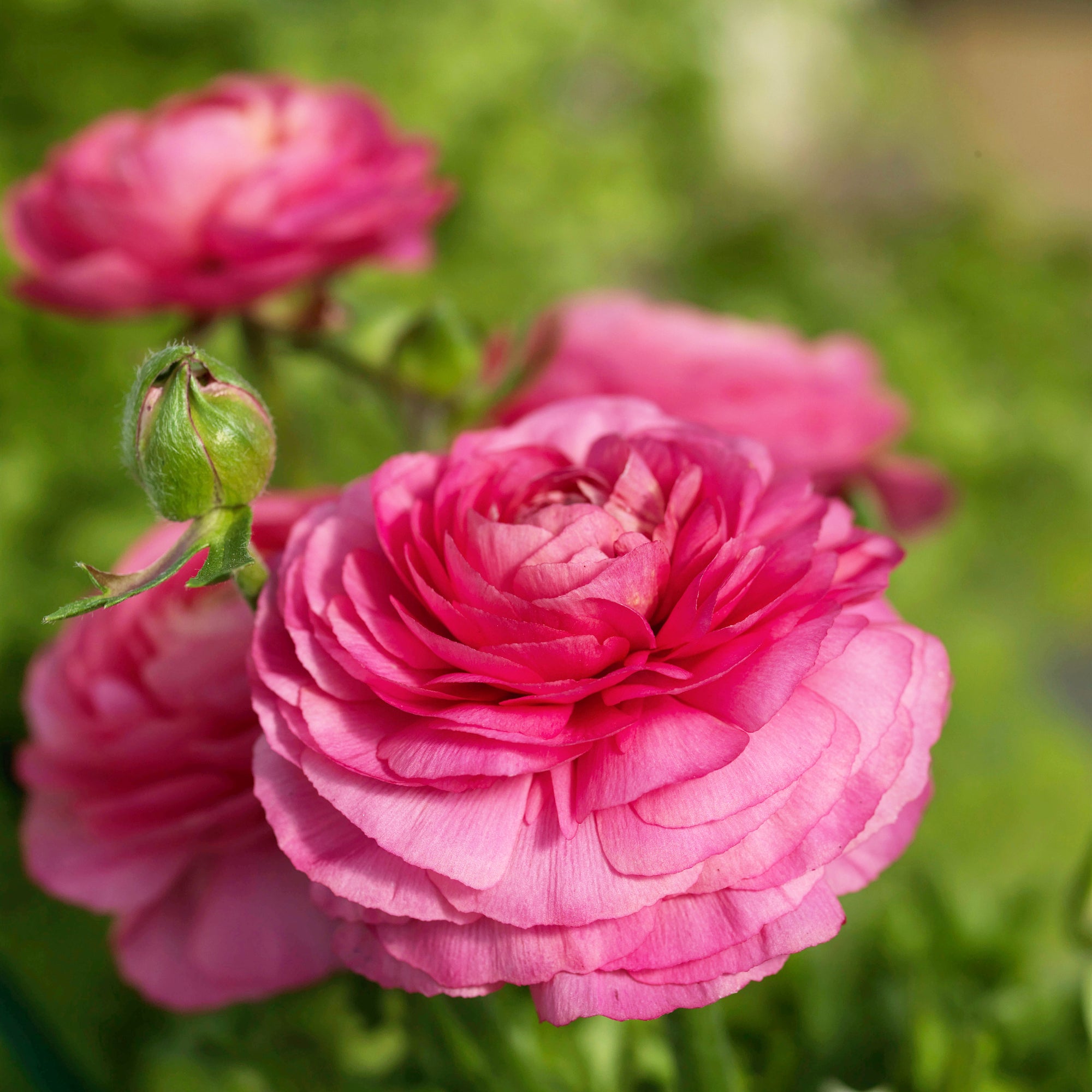 Ranunculus Roses Ranunculus Bloomingdale II Rose Shades | Fontana Seeds