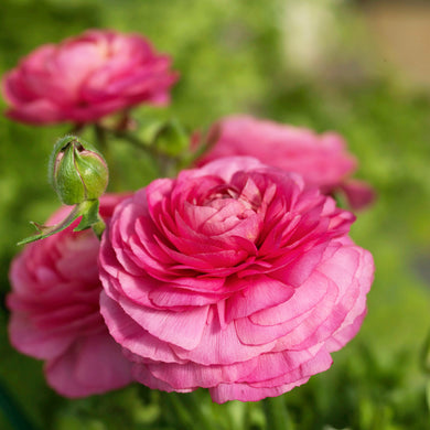 Ranunculus Bloomingdale II Rose Shades