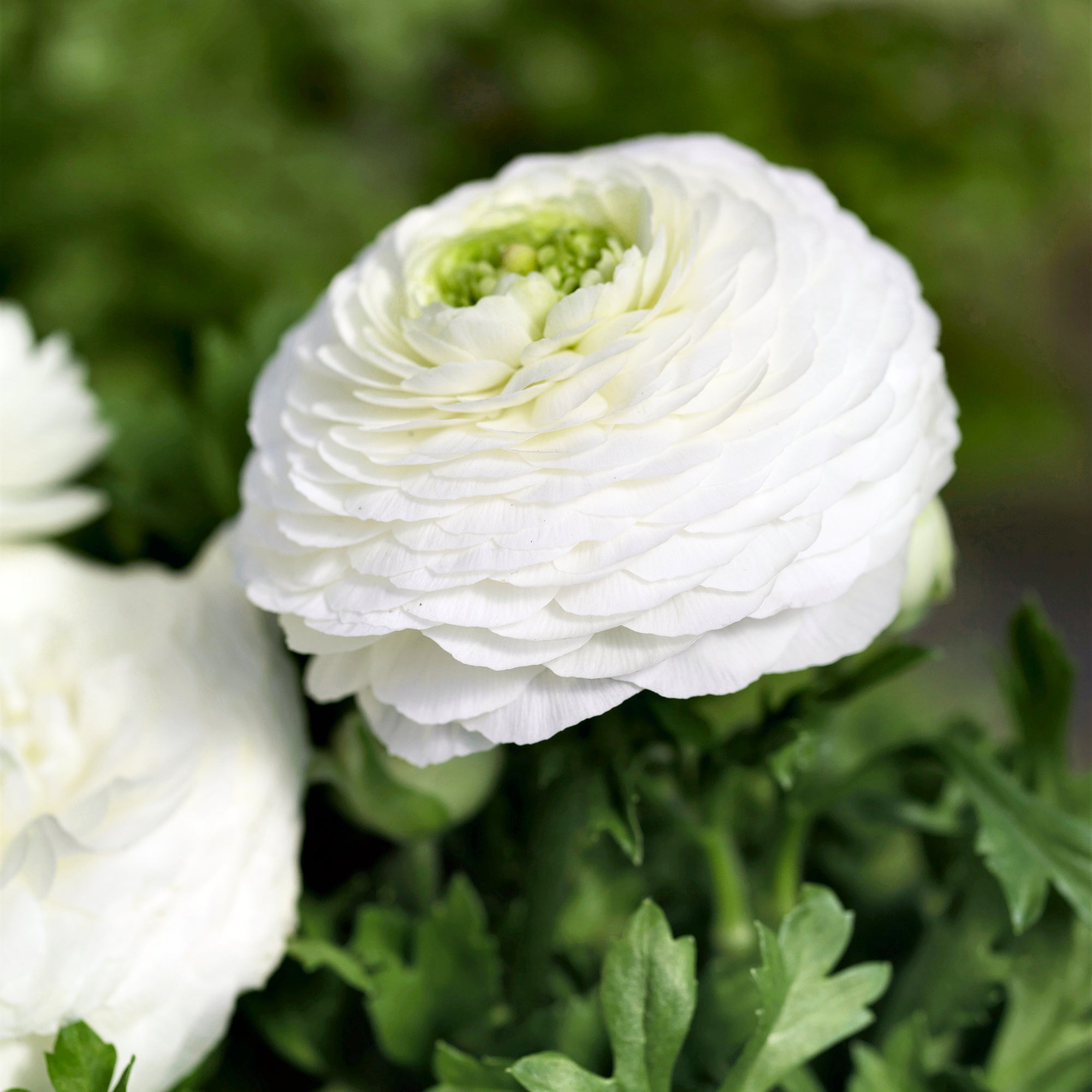Single White Ranunculus Ranunculus Bloomingdale II White | Fontana Seeds