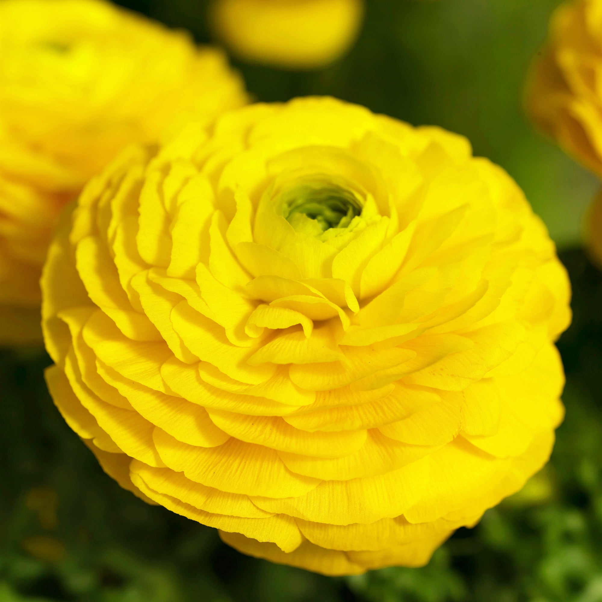 Ranunculus Bloomingdale II Yellow Shades | Fontana Seeds