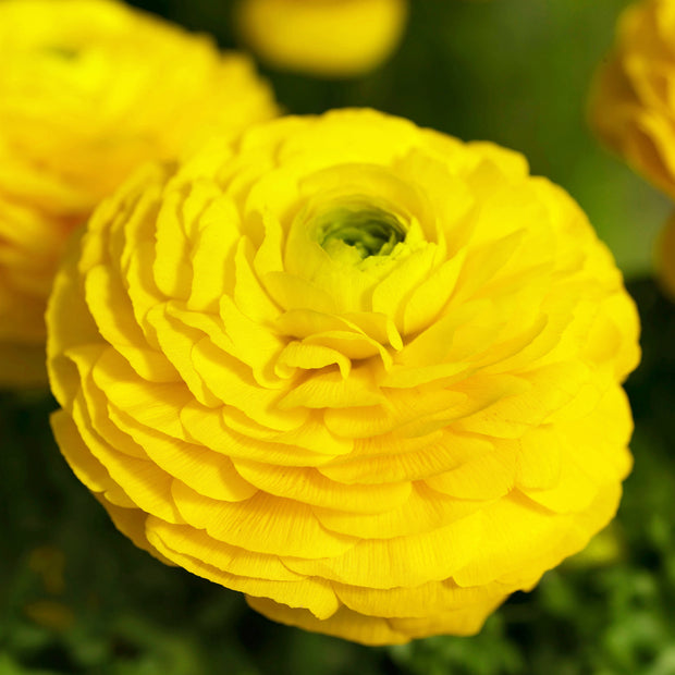 Ranunculus Seeds Yellow