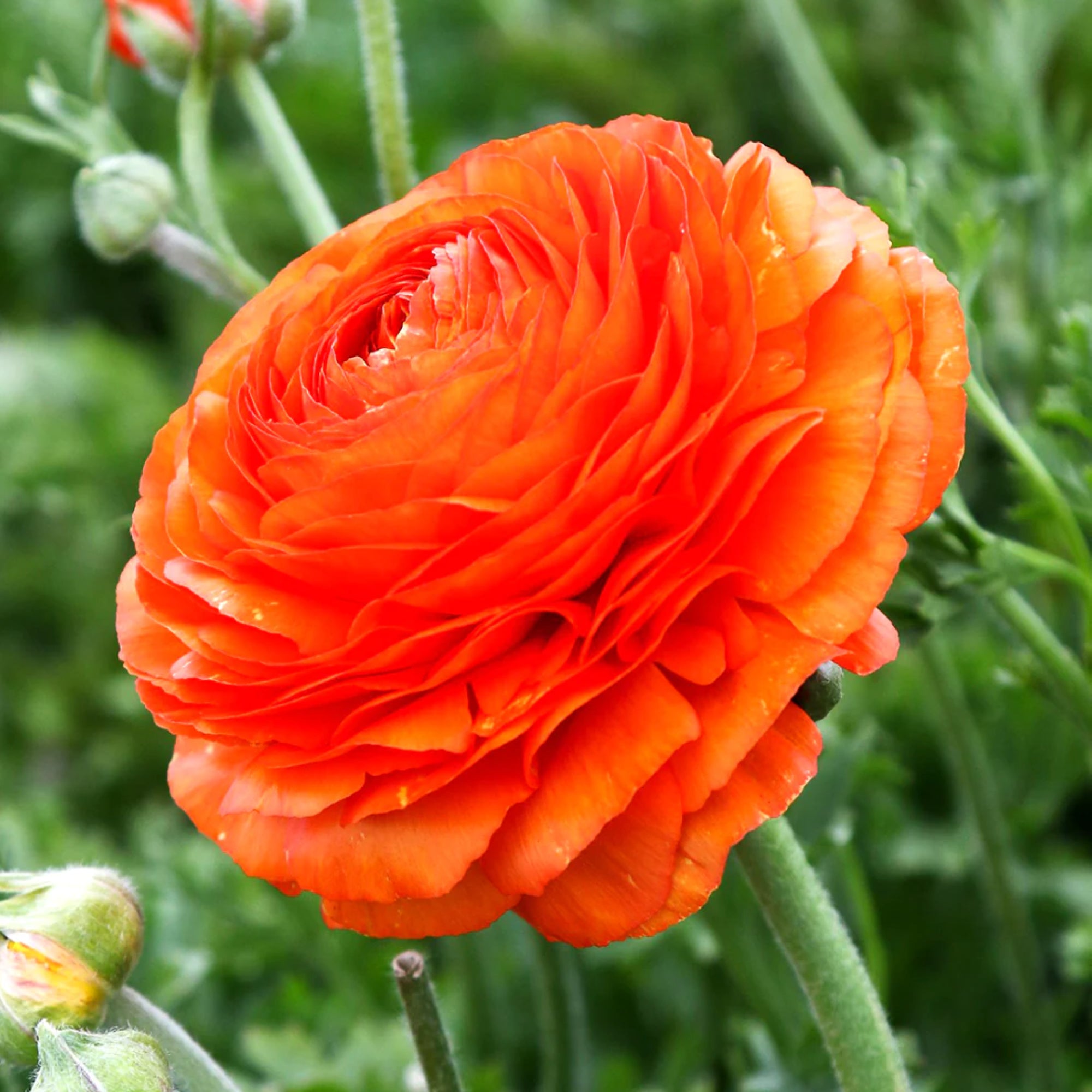 Ranunculus Bloomingdale II Orange Shades | Fontana Seeds