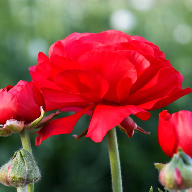 Ranunculus Bloomingdale Seed Red