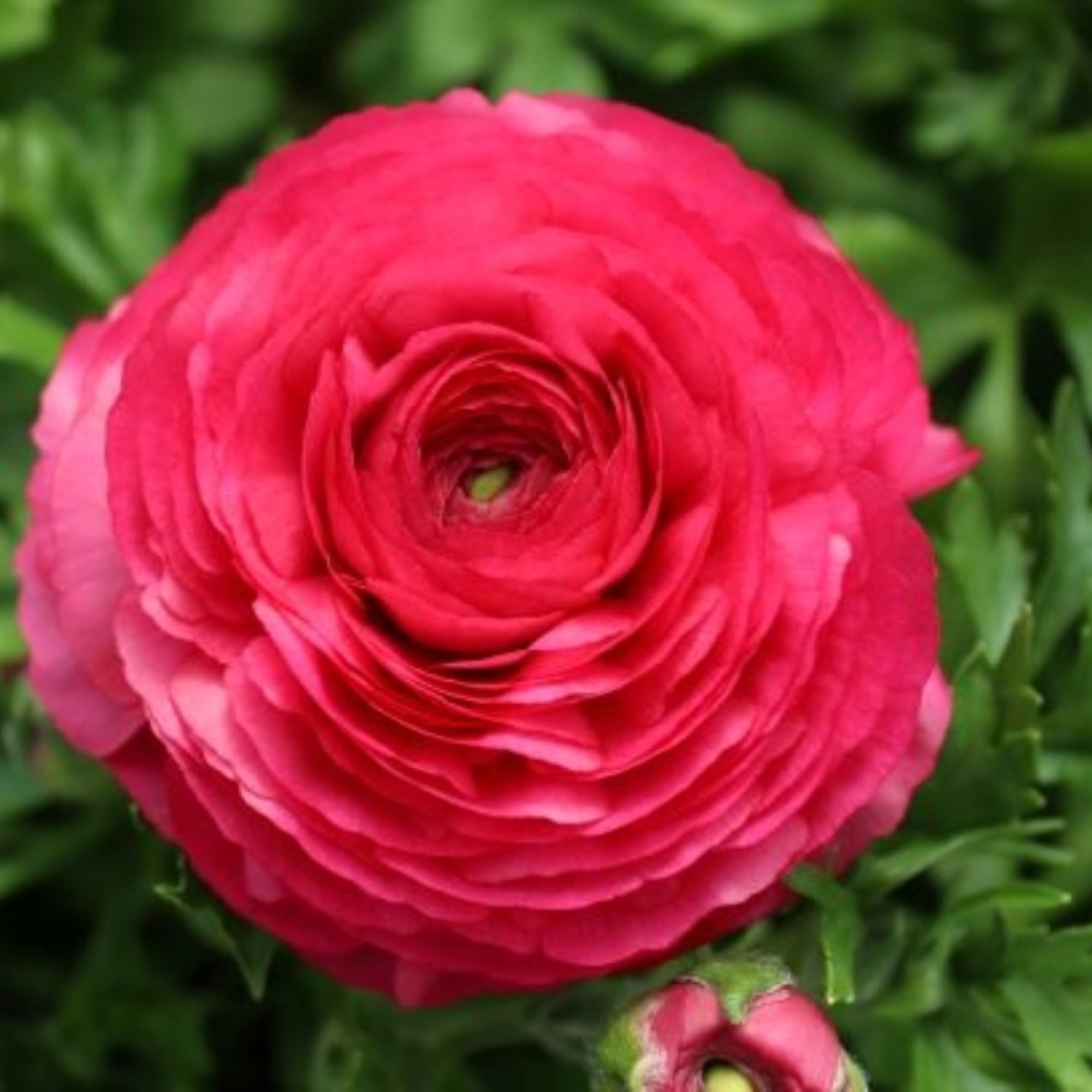Ranunculus Bloomingdale II Rose Shades | Fontana Seeds