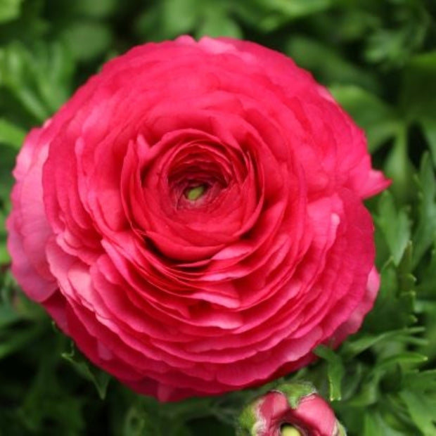 Ranunculus Bloomingdale Seed Rose Pink