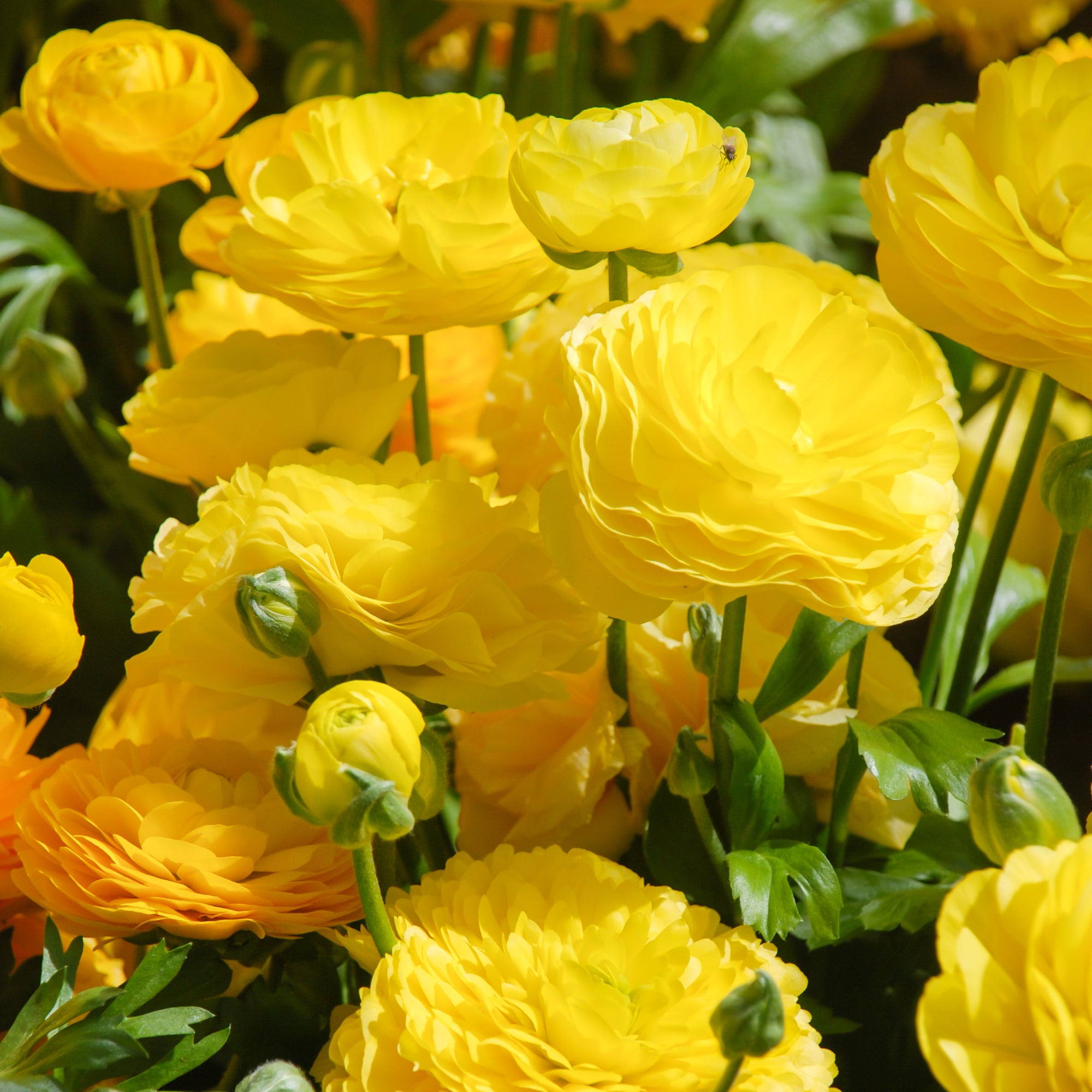 Ranunculus Bloomingdale II Yellow Shades | Fontana Seeds
