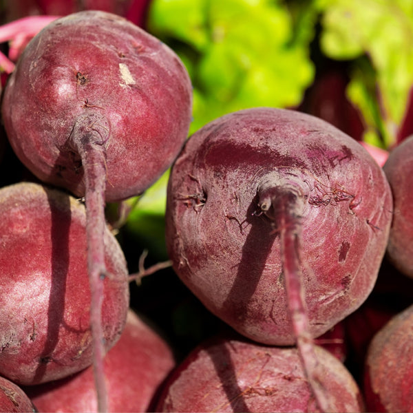 Organic Red Beetroot Boro F1 Seeds | Fontana Seeds