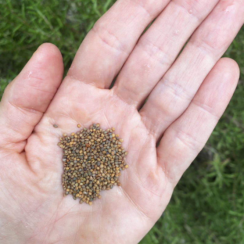 Organic Rocket Esmee Seeds | Fontana Seeds