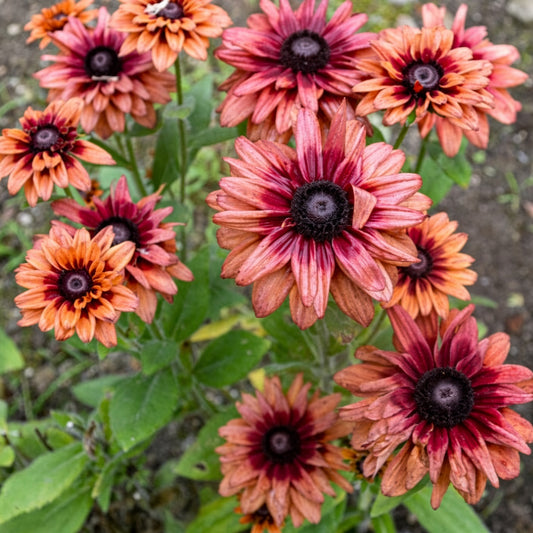 Rudbeckia Hirta Sahara Seeds