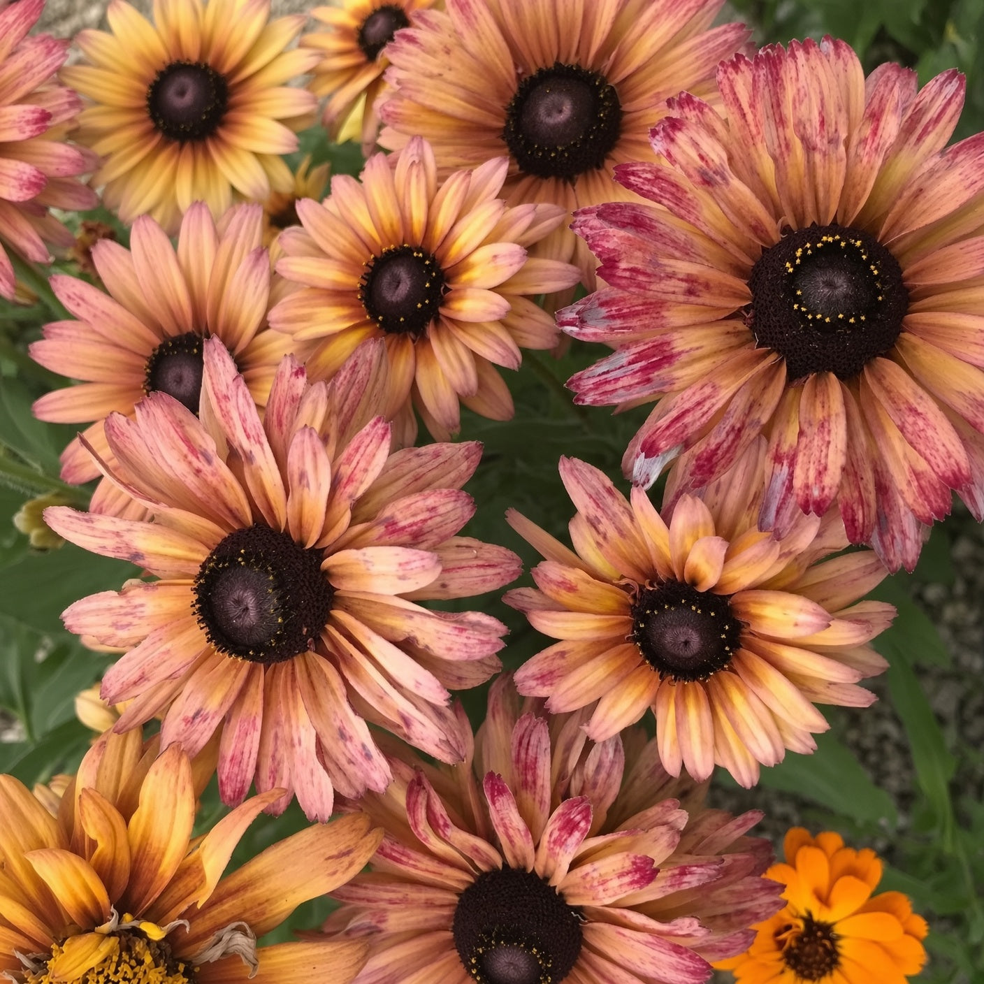 Rudbeckia Sahara Seeds