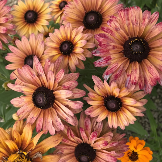 Rudbeckia Sahara Seeds