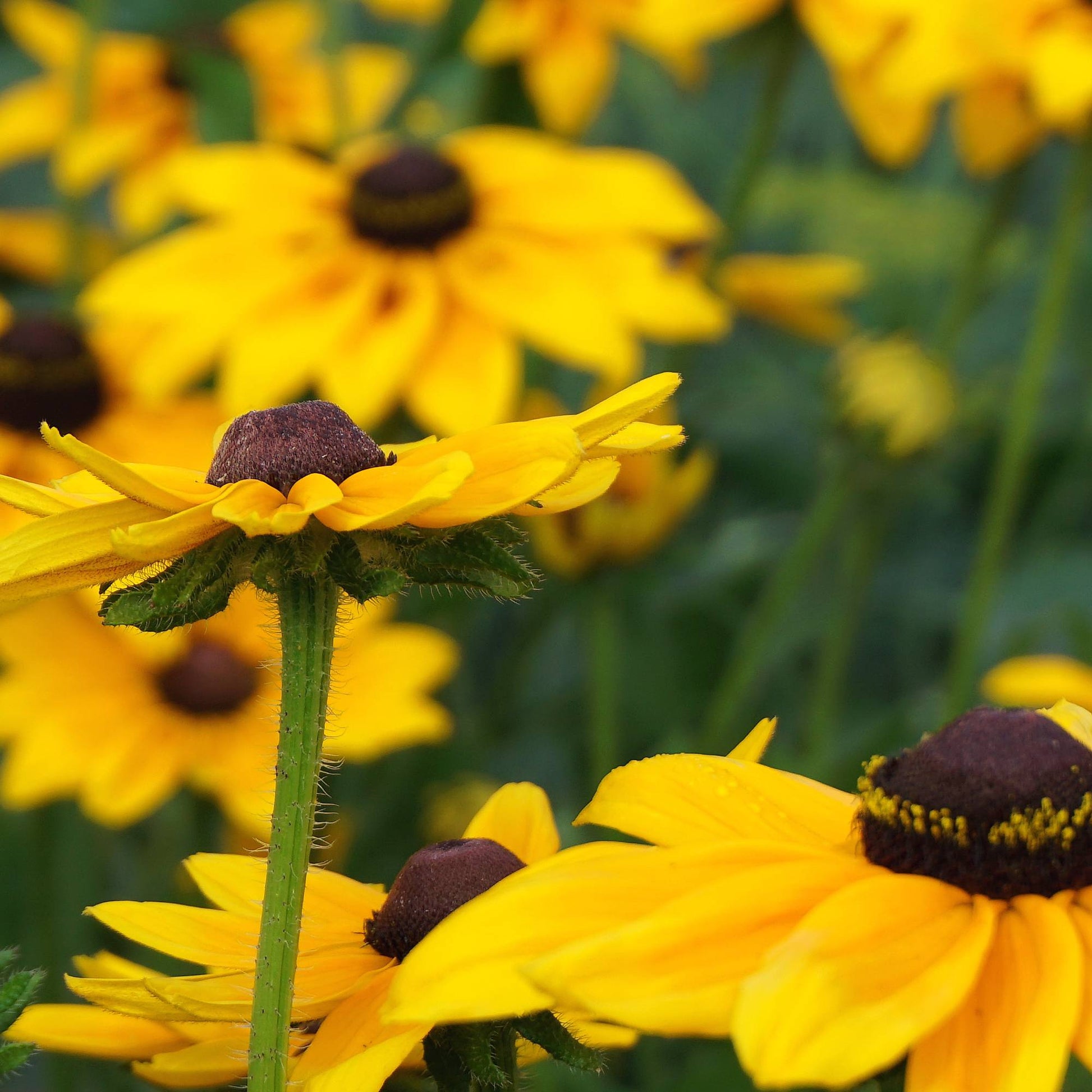 Compact black eyed Susan growing in a container