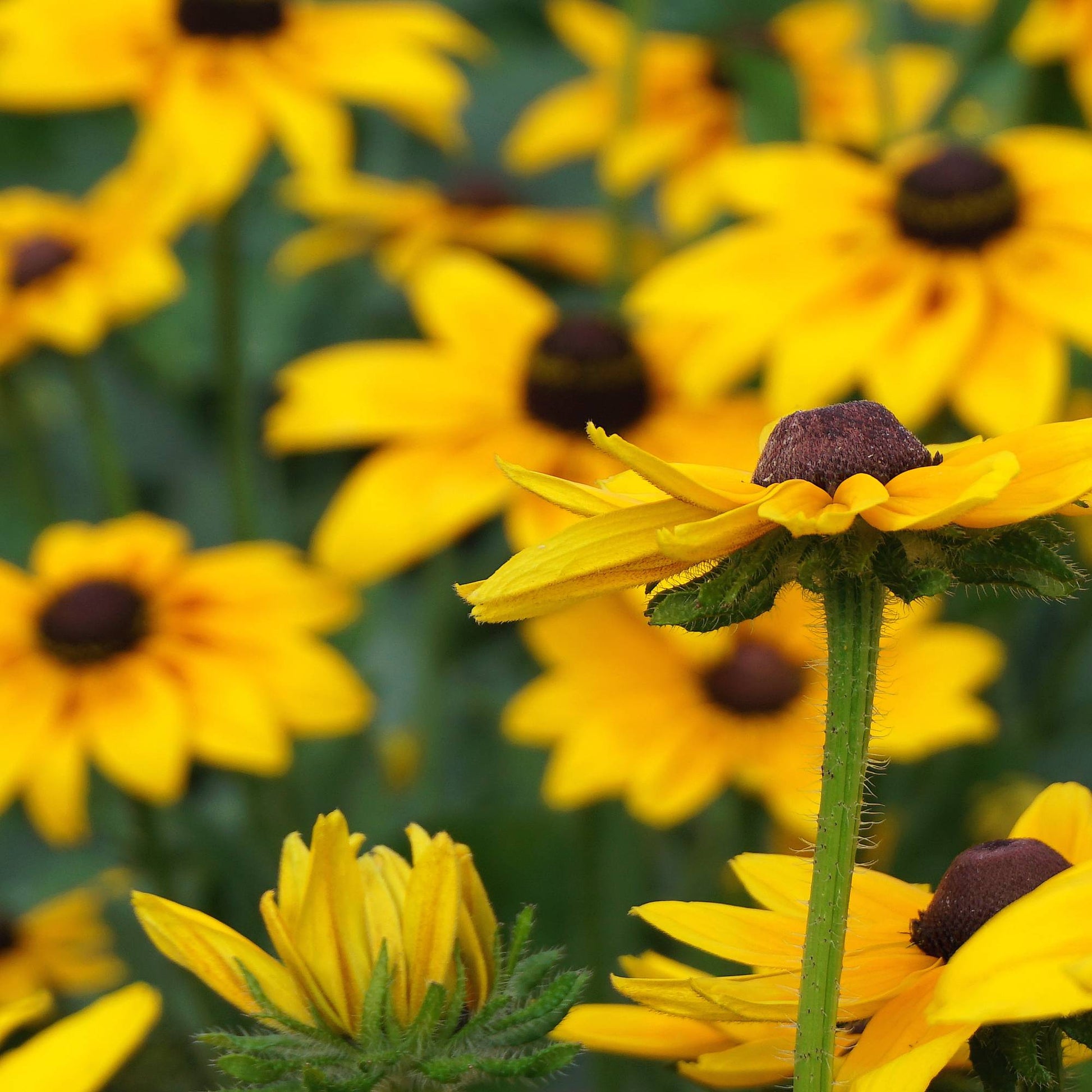 Rudbeckia Toto Gold bright yellow flowers with dark centres