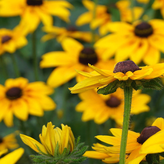 Rudbeckia Toto Gold bright yellow flowers with dark centres
