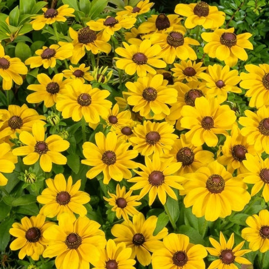 Rudbeckia hirta Toto Gold in full bloom in a garden bed