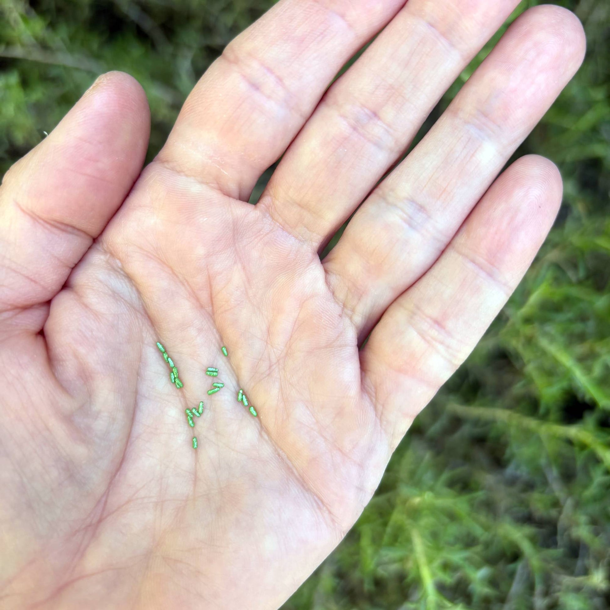 Rudbeckia Seeds
