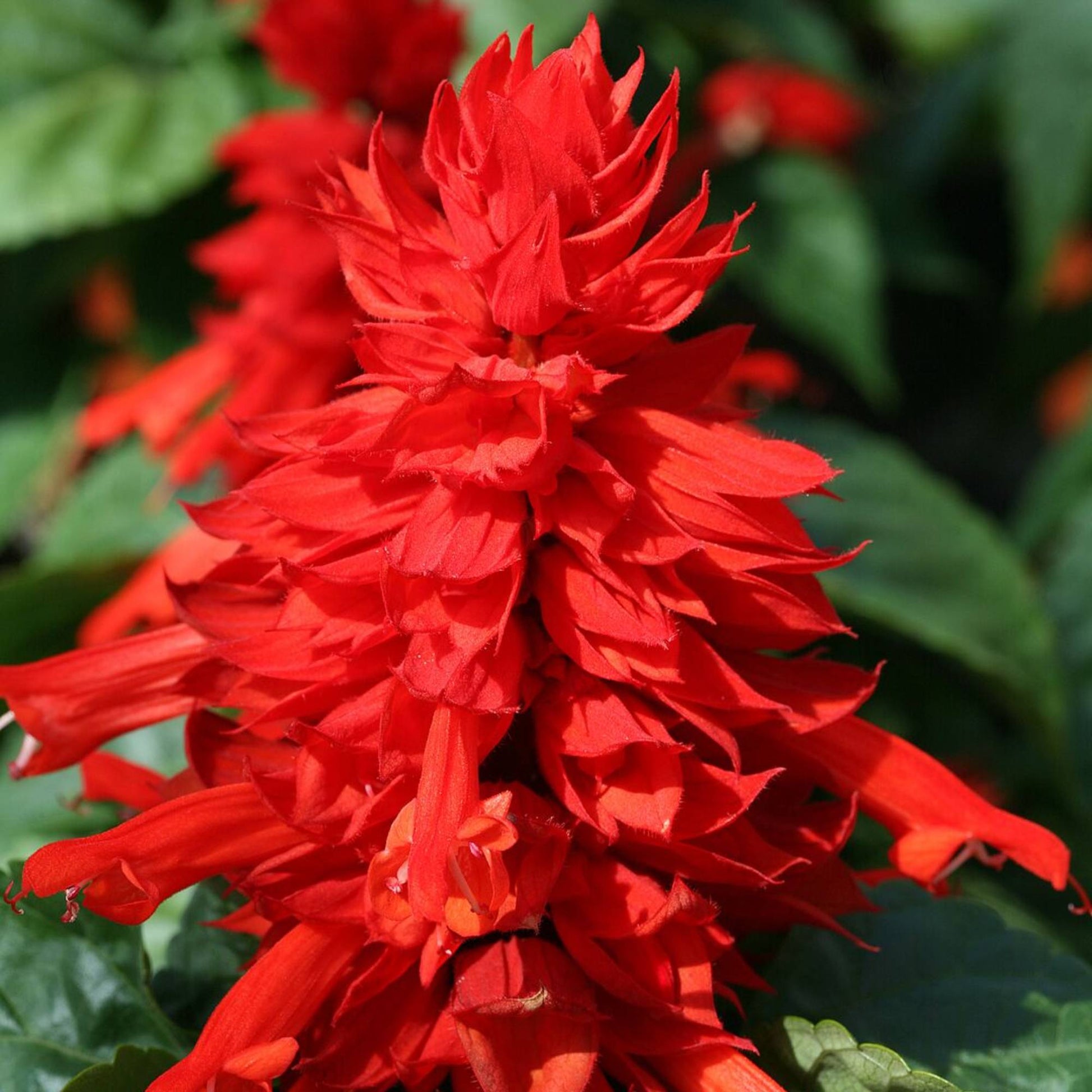 Close up of bright red salvia flower spikes