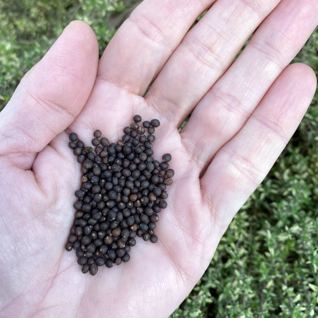 Organic sage seeds