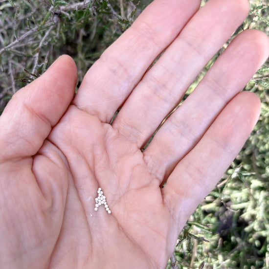 Salpiglossis Cafe au Lait