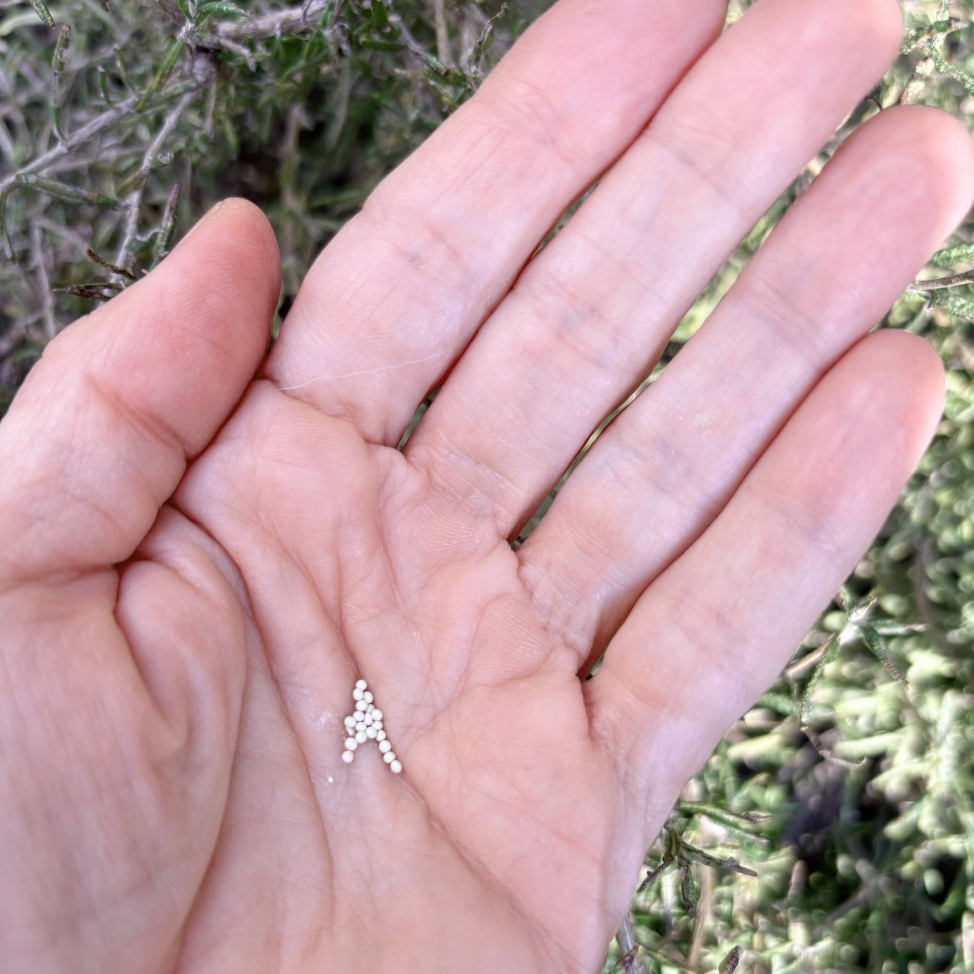 Salpiglossis Cafe au Lait