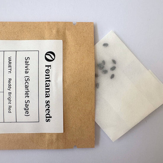 Salvia Scarlet Sage Seeds