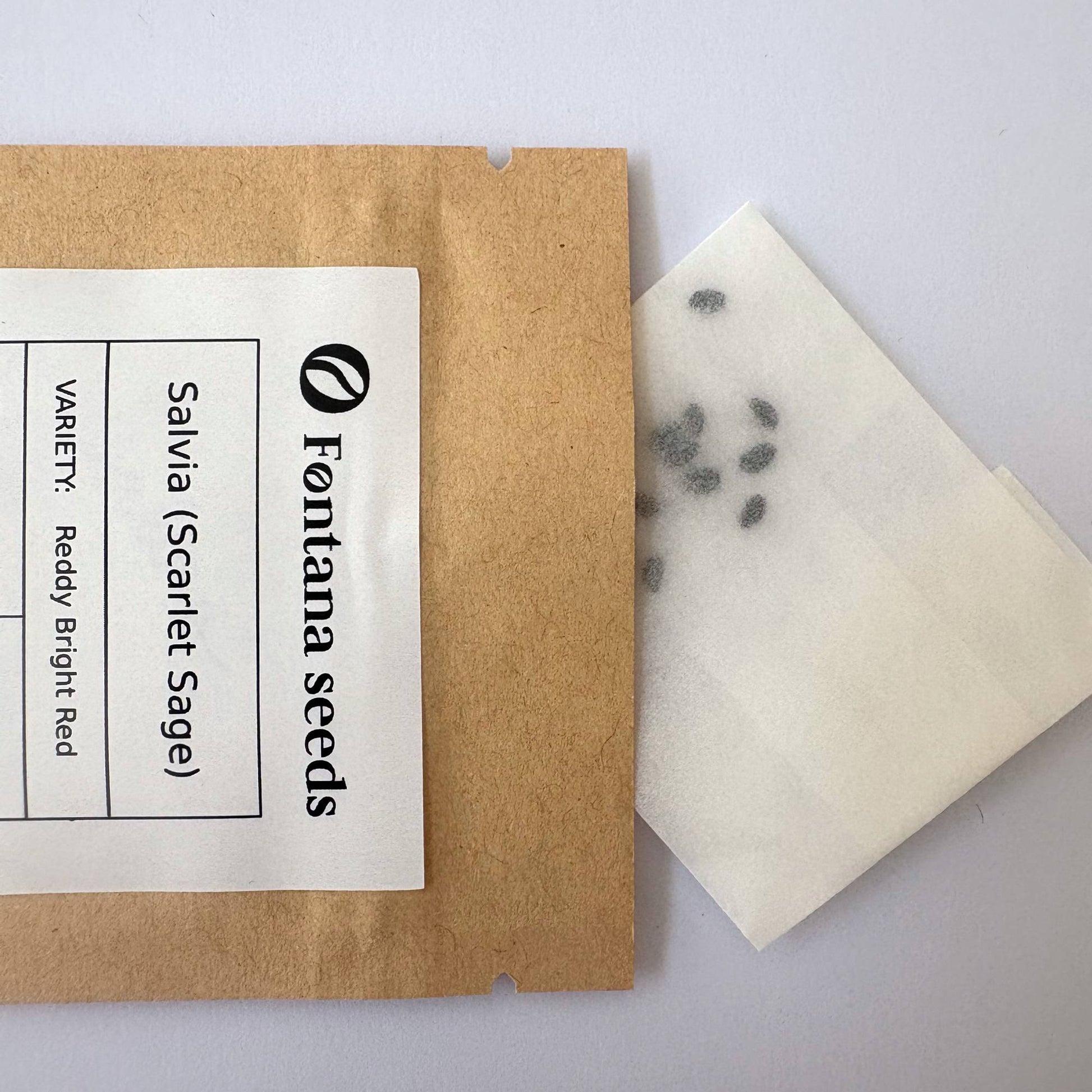 Salvia Scarlet Sage Seeds