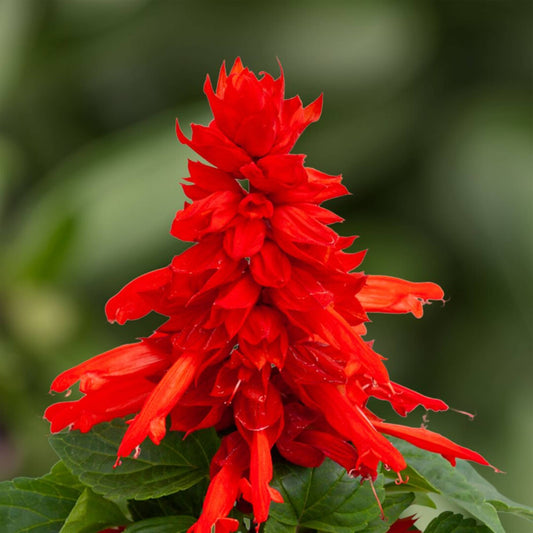 Scarlet sage compact plants growing in a container