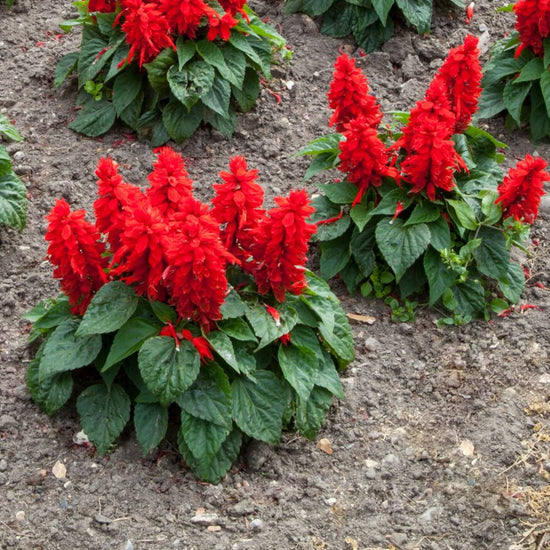 Salvia splendens red flowers in a sunny garden border