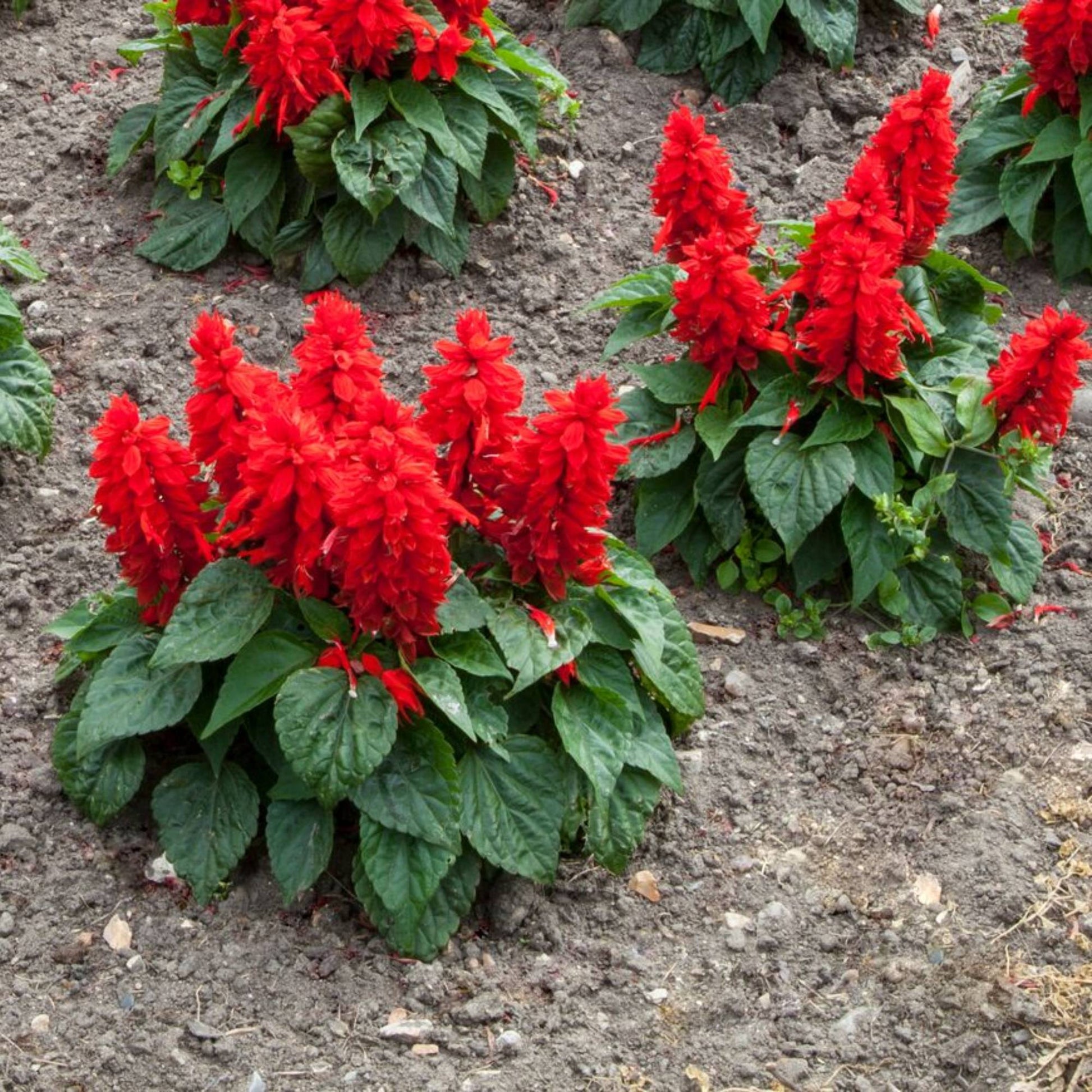 Salvia splendens red flowers in a sunny garden border