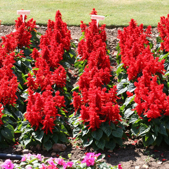 Salvia Reddy Bright Red vibrant red flower spikes in bloom
