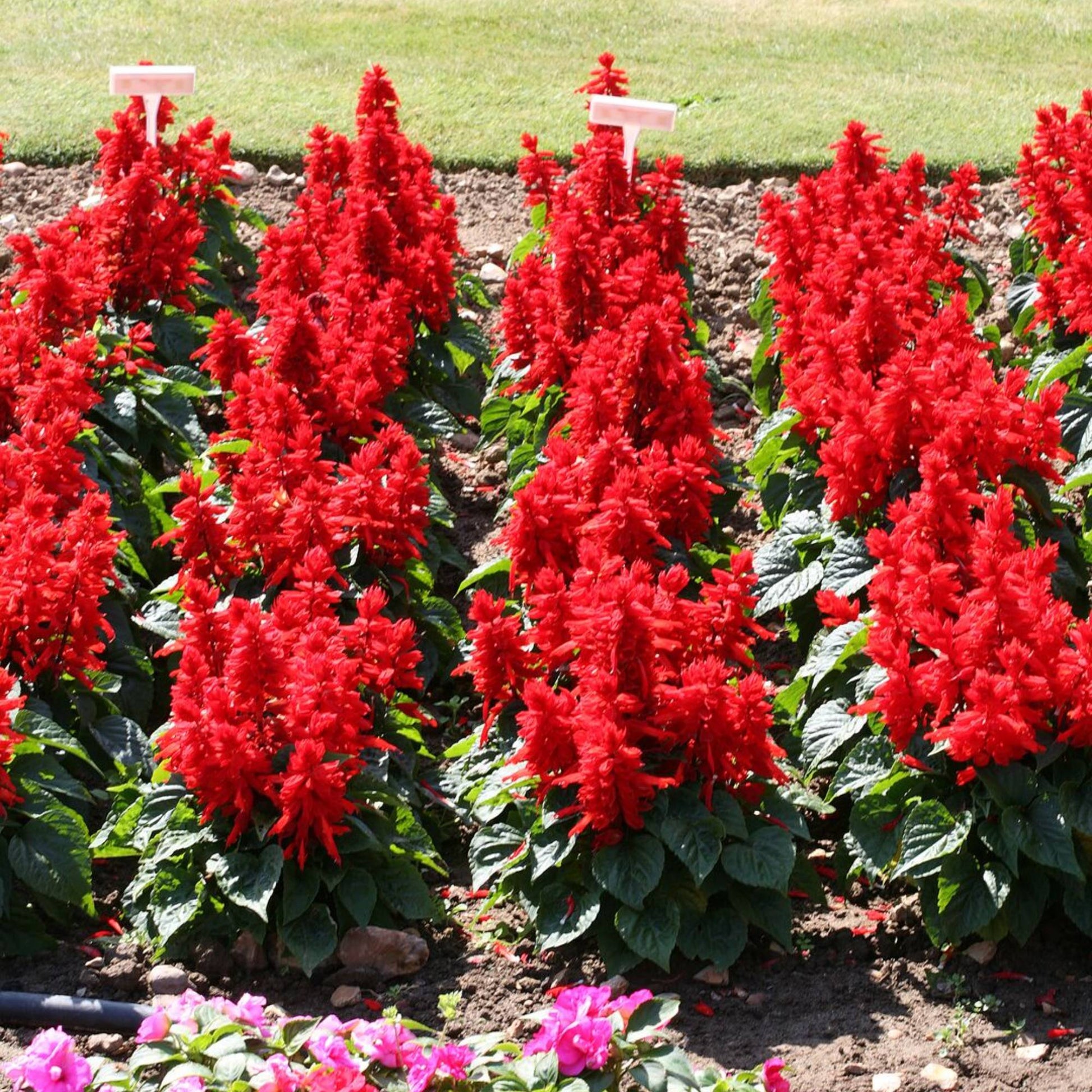 Salvia Reddy Bright Red vibrant red flower spikes in bloom