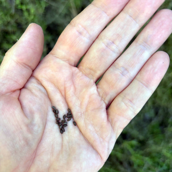 Growing Salvia Seeds
