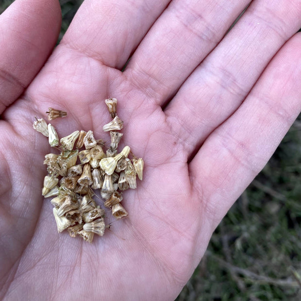 Scabiosa Fata Morgana Seeds