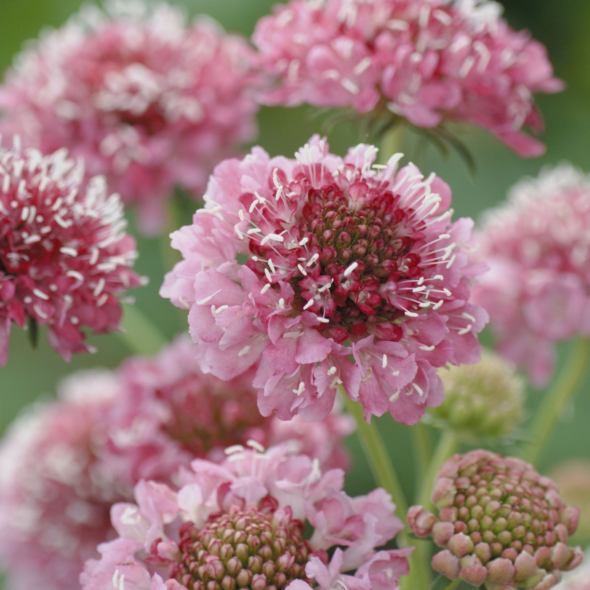 Scabiosa Seeds - Salmon Queen