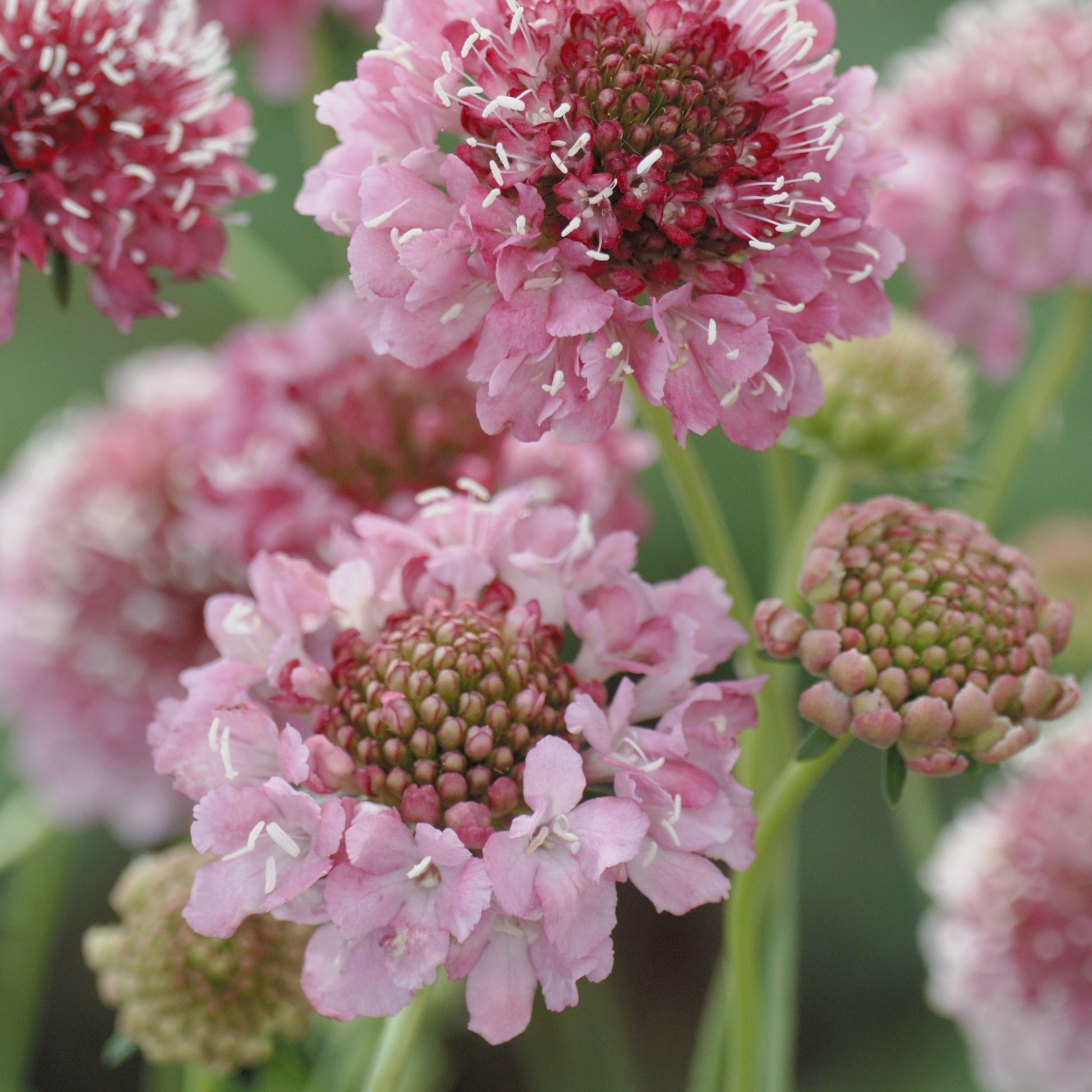 Scabiosa Salmon Queen Seeds
