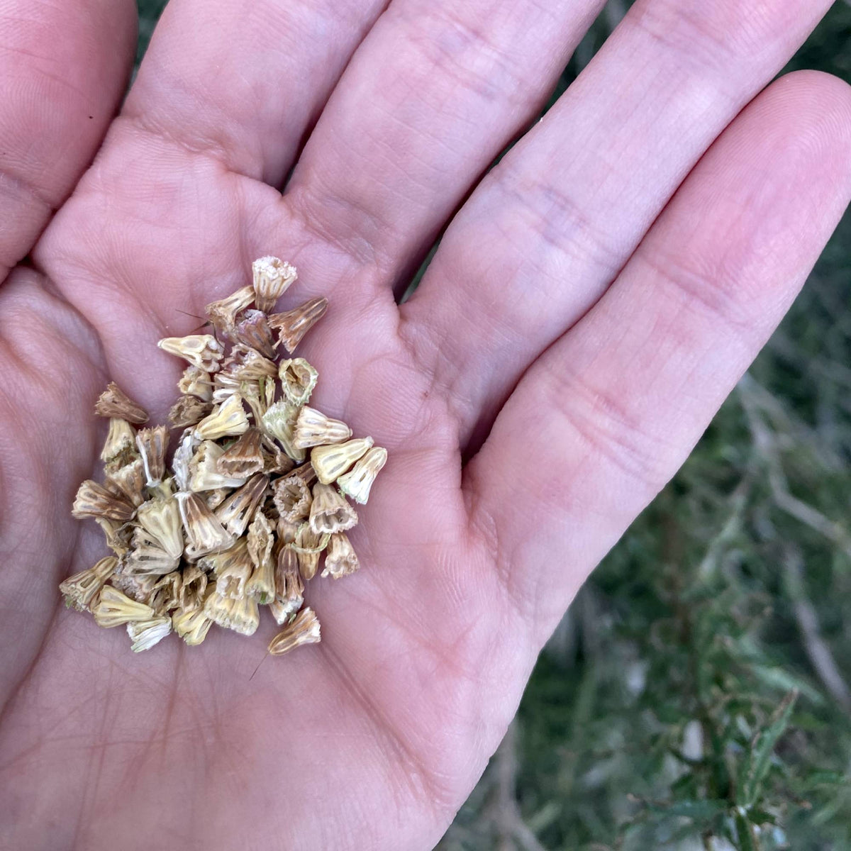 Common Mistakes When Buying Bonsai Seeds