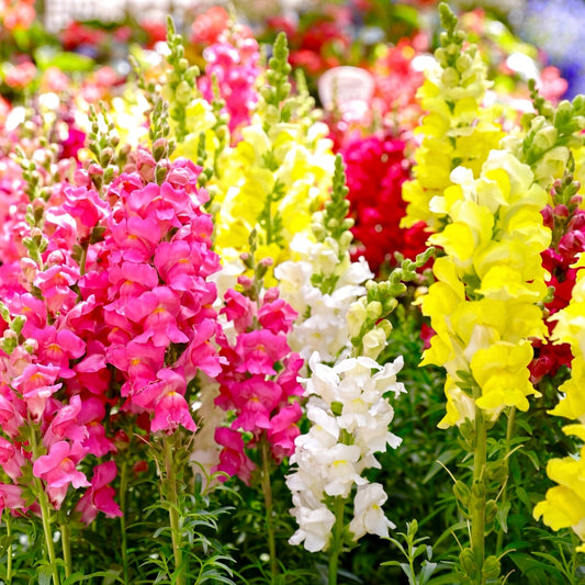 Snapdragon Mixed Colors Seeds