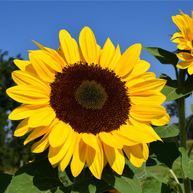 Sunflower Cutting Gold Seed