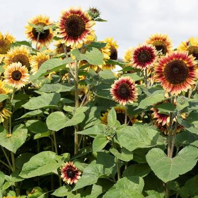 Sunflower Desert Sun Seeds