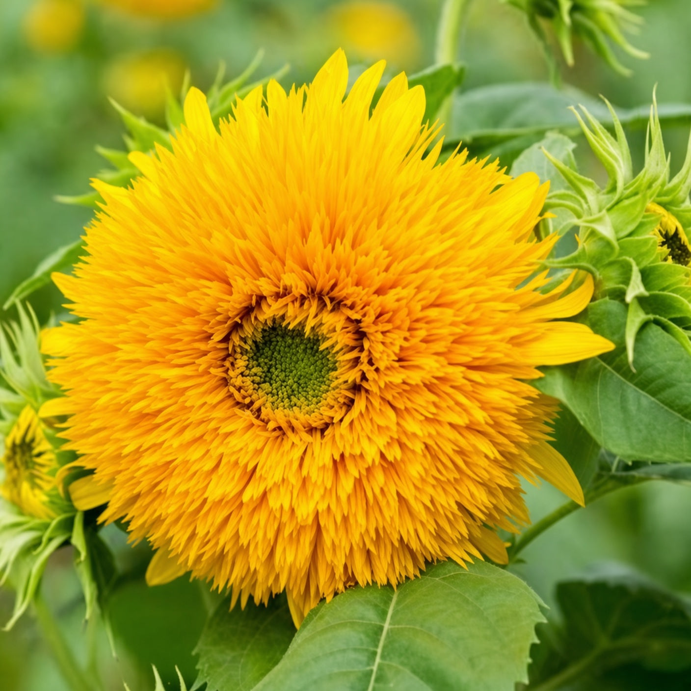 Teddy Bear Sunflowers