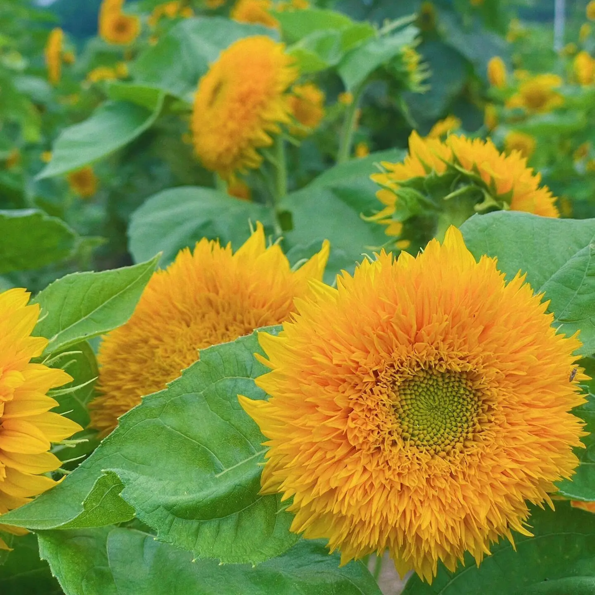 Sunflower Teddy Bear Seeds