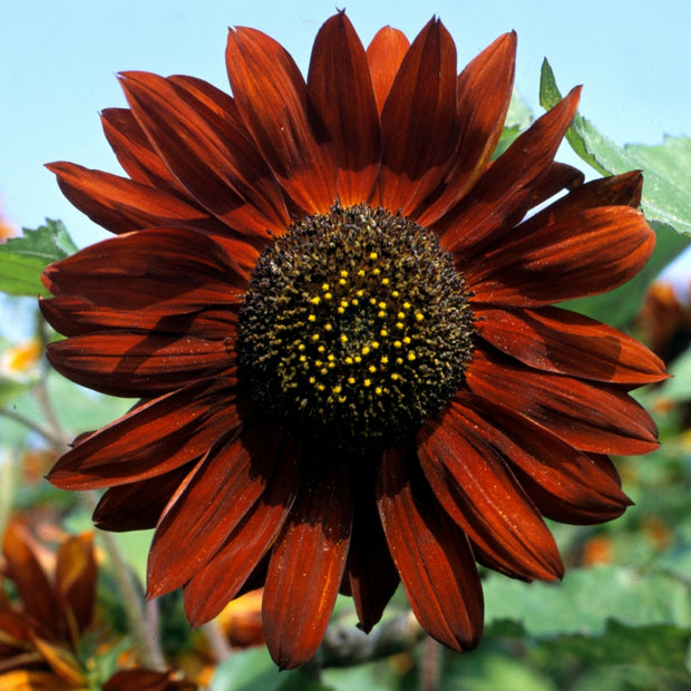 Sunflower Velvet Queen Seeds